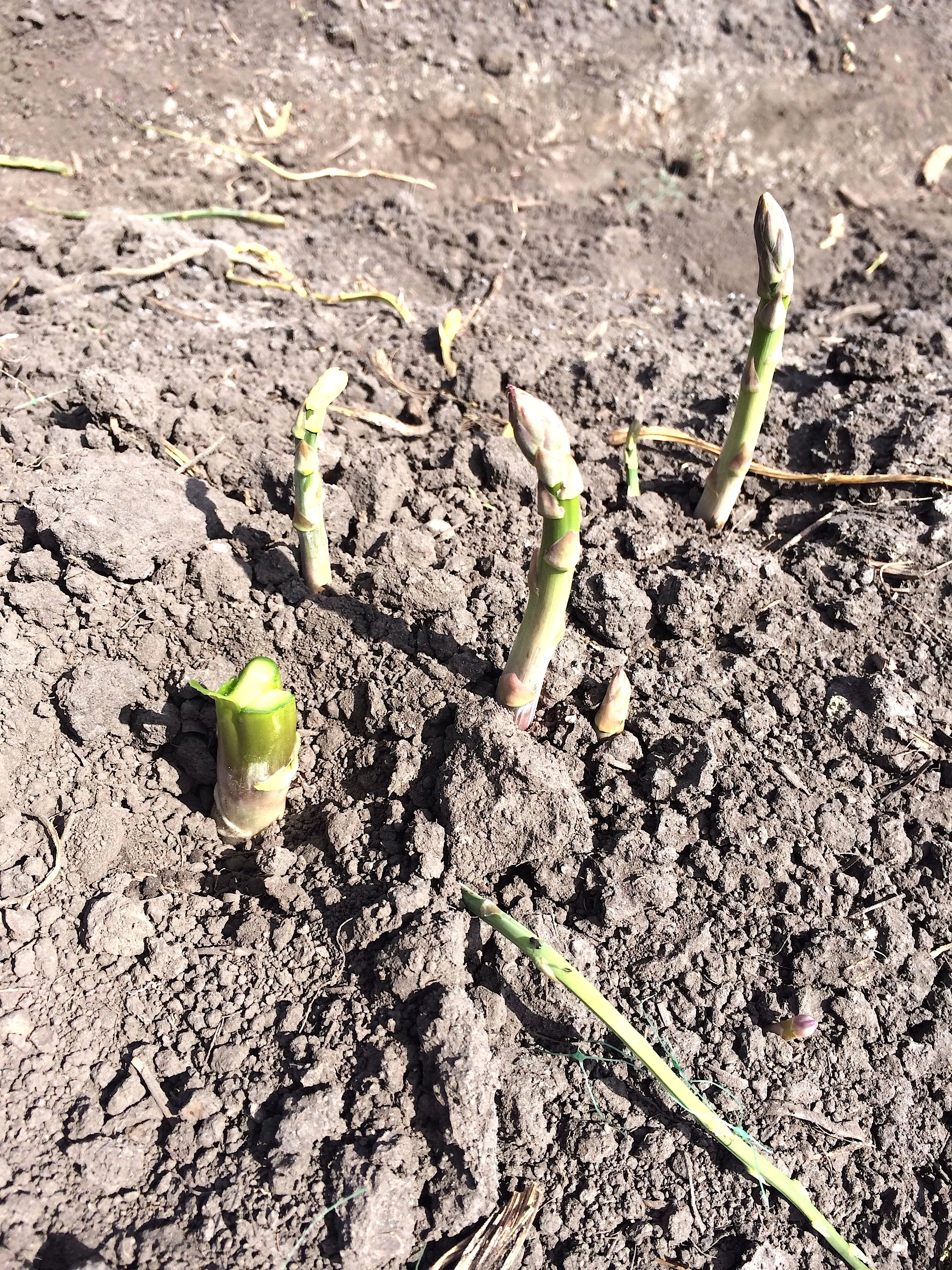 How asparagus grow, as captured during CUESA's Spring Frittata Farm Tour.