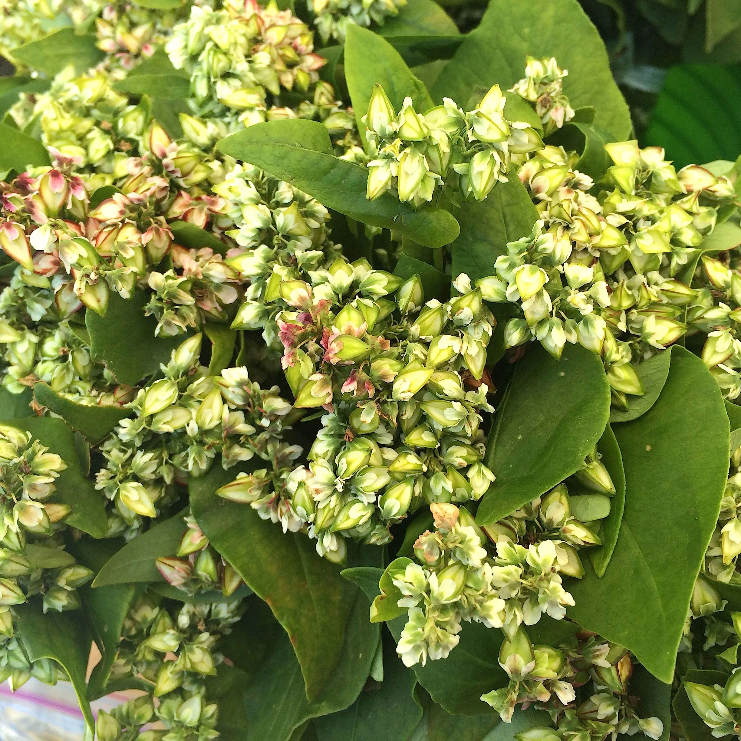 Buchweat flowers from Knoll Farms (found at CUESA, SF)