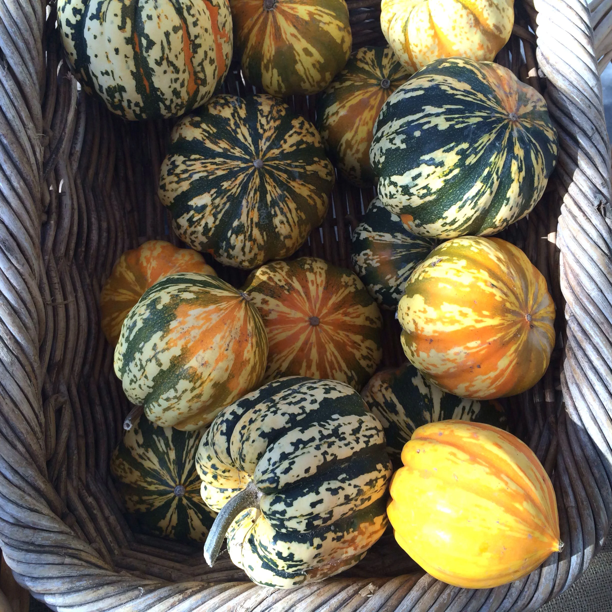 Carnival acorn squashes from Lonely Mountain Farm (at CUESA, SF)