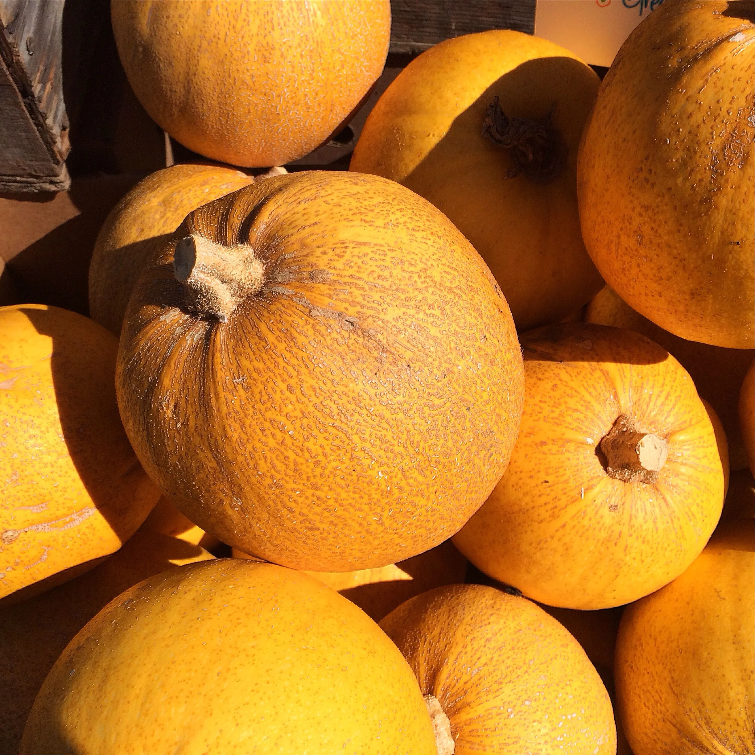 Melonettes from la Tercera Farm at Berkeley's Farmers Market