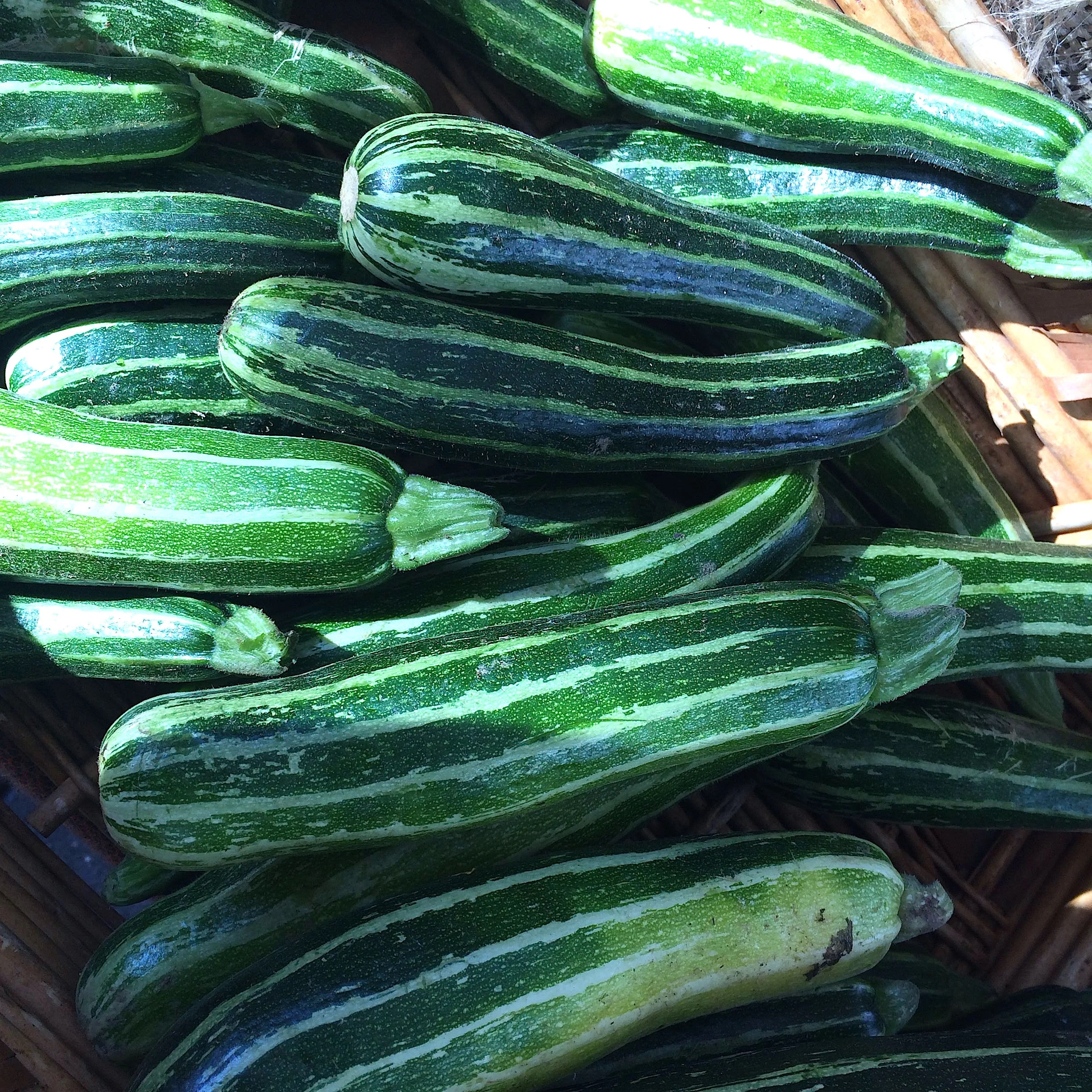 Tiger squashes from Lonely Mountain at CUESA.
