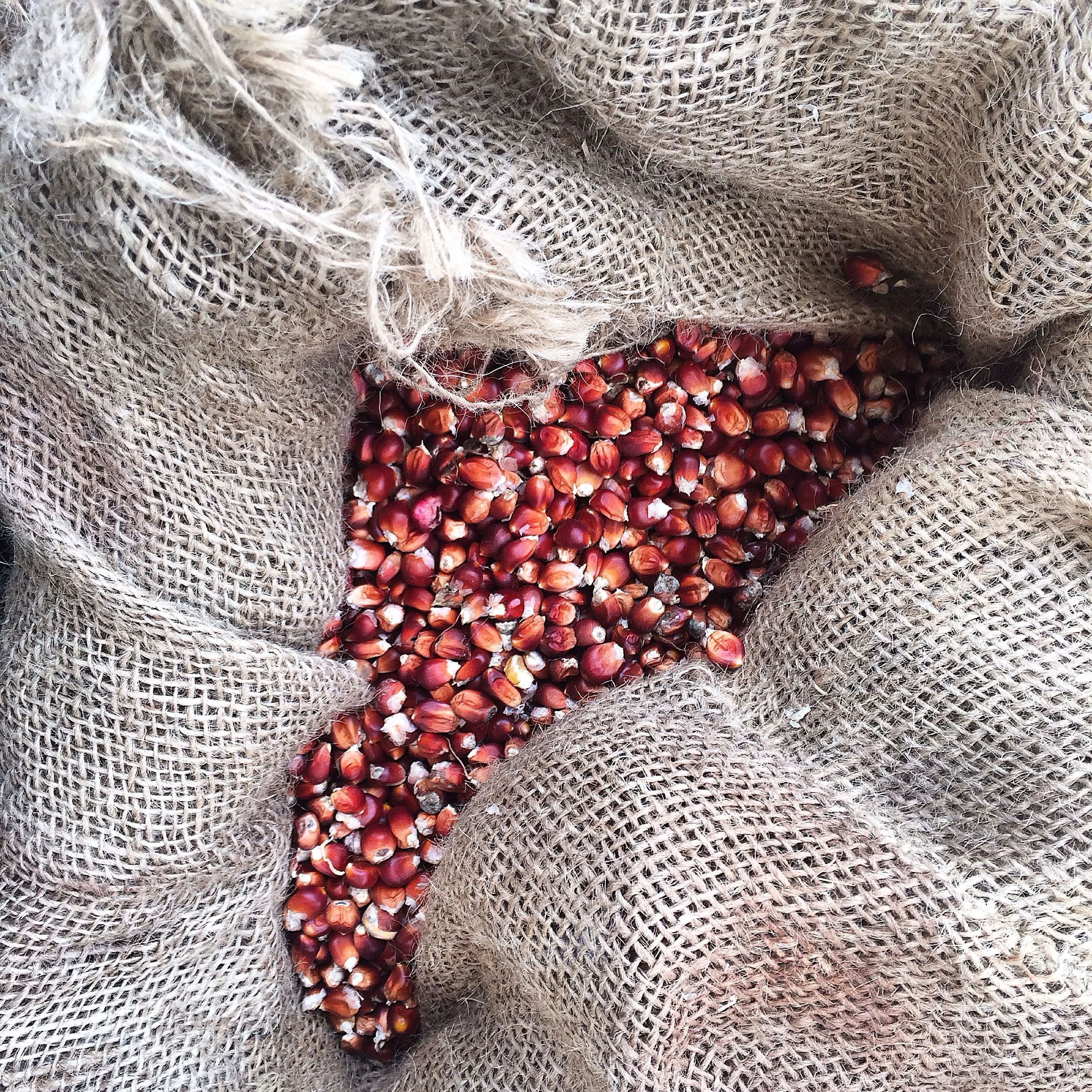 Flint Corn at la Tercera Farm, at the Berkeley Farmers Market.