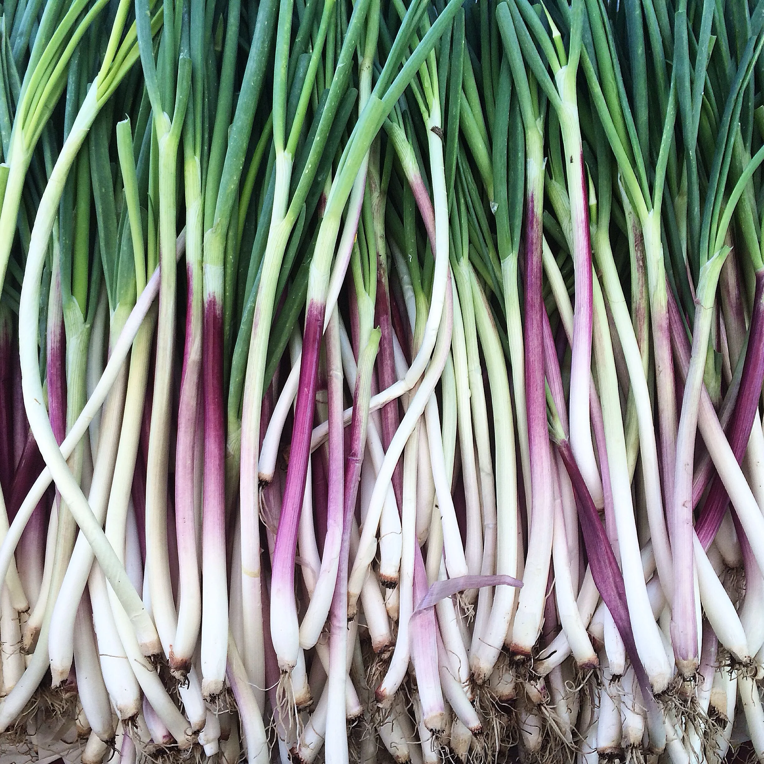 Stunning spring onions from Knoll Farms at the San Francisco Ferry Building Farmers Market.