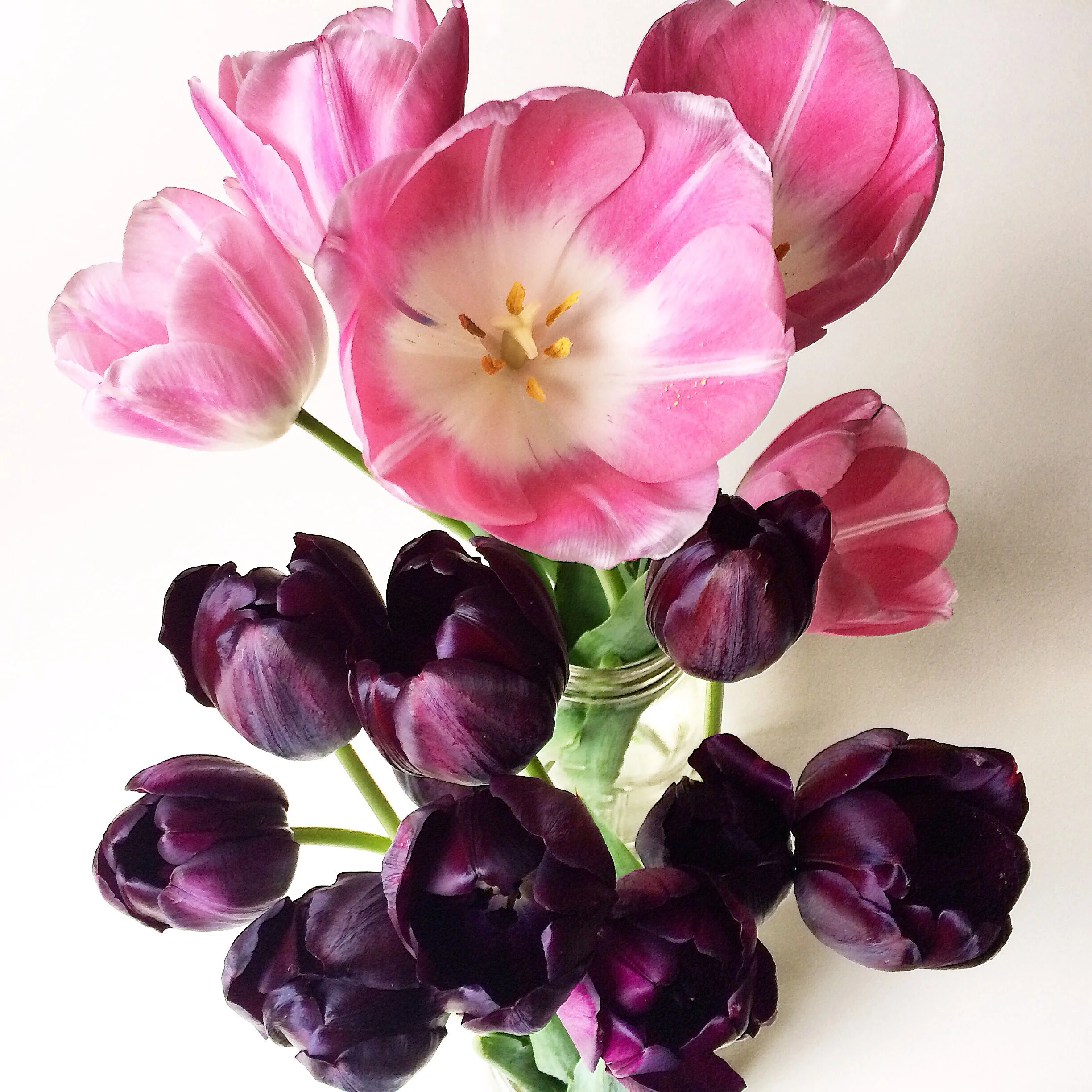 Gorgeous tulips picked by kiddo :) at the Berkeley Farmers Market (Thomas Organic).