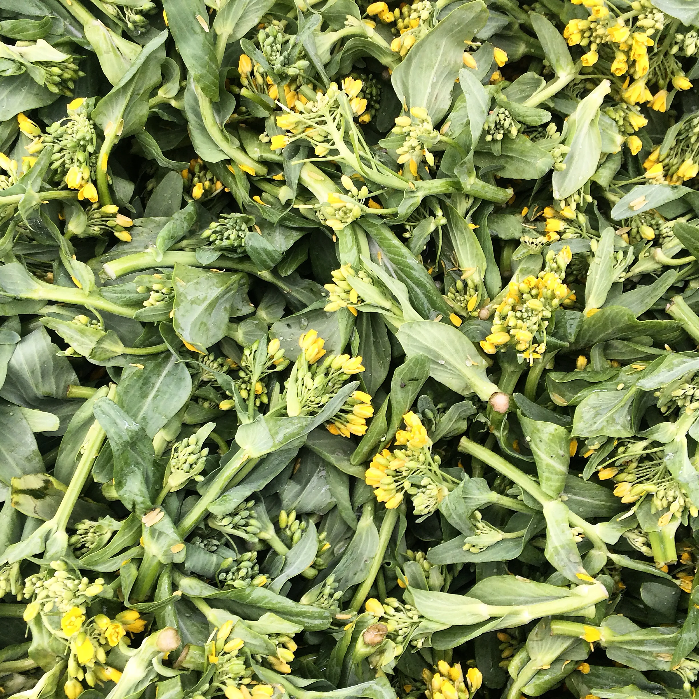Bok choy blossoms - Berkeley Farmers Market, Happy Boy Farm.