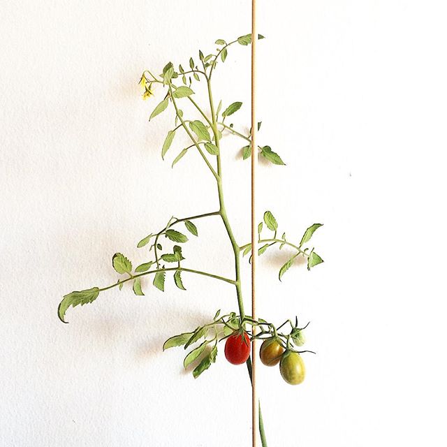 First year growing #tomatoes #indoor and things are starting to get exciting :) : had found #tomato #plants during a #farmersmarket run and after tending to them for a few weeks, a few babies almost ready for picking and a few more on the way! :) 🌼 