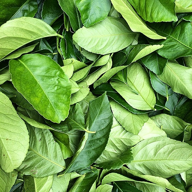 Since someone had to eat #Santa's cookie leftovers and more (someone has to do it! ;)), a little #lemontea recovery thanks to these #marketfresh #lemontree leaves found at a recent #farmersmarket run... Both soothing and refreshing, and festive looki