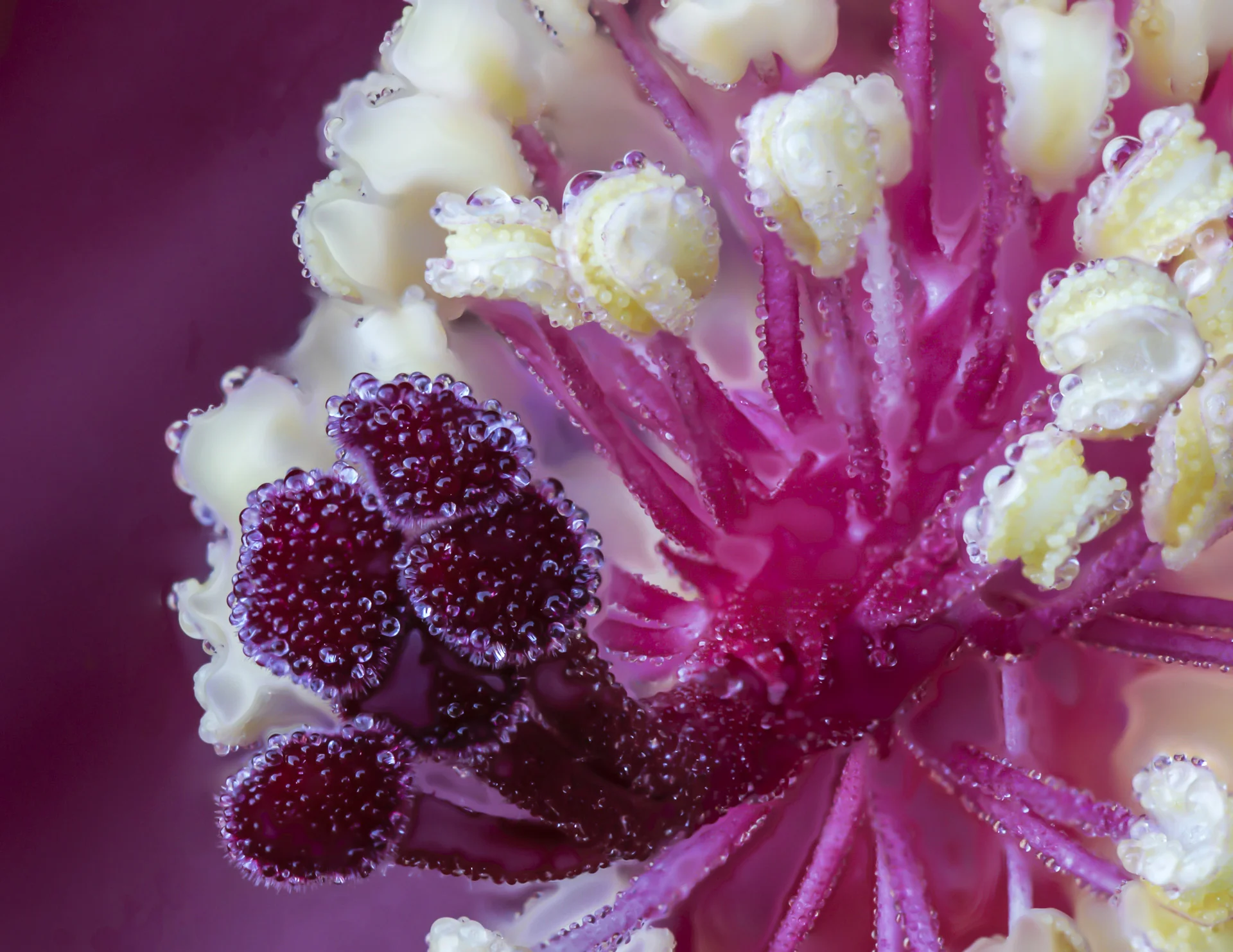 Dewdrops (11 of 22).JPG