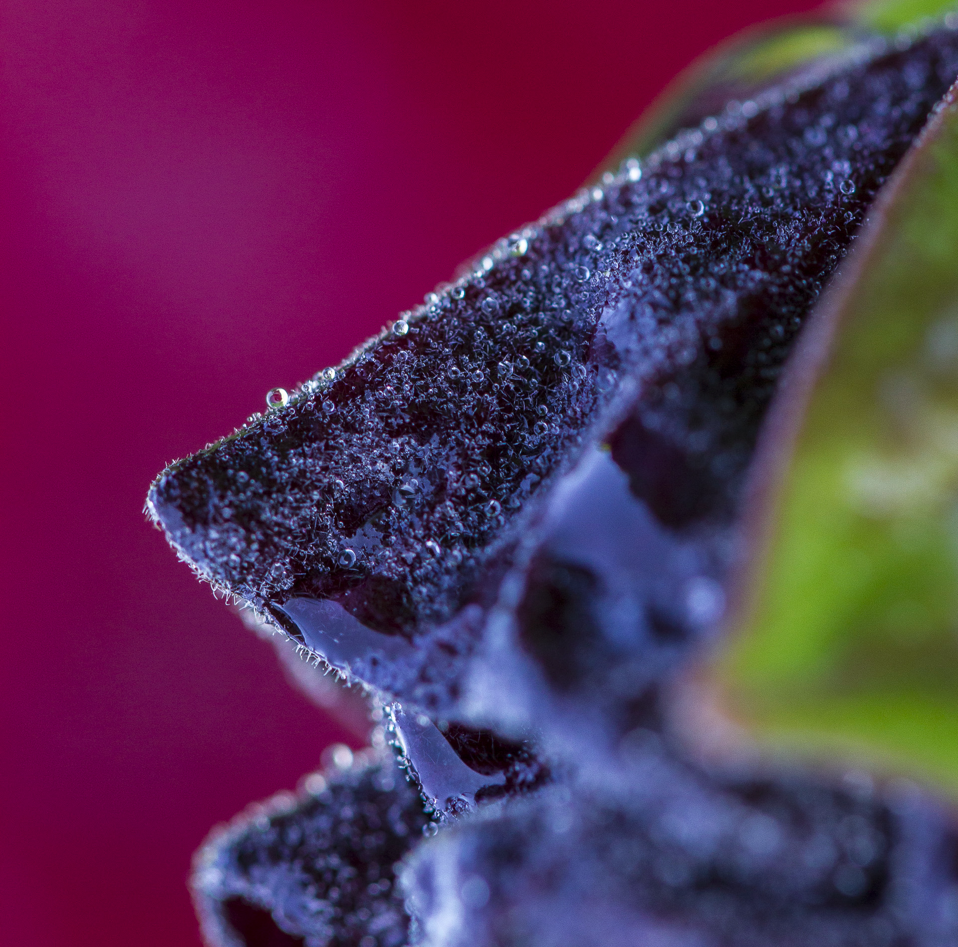 Dewdrops (12 of 22).JPG