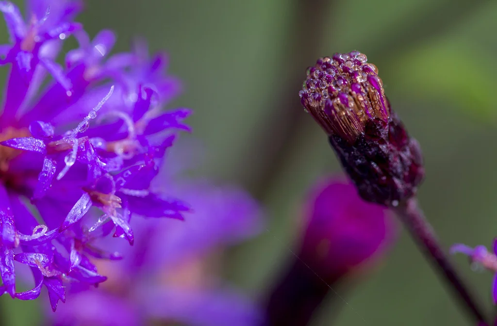 dewwy (10 of 11).JPG