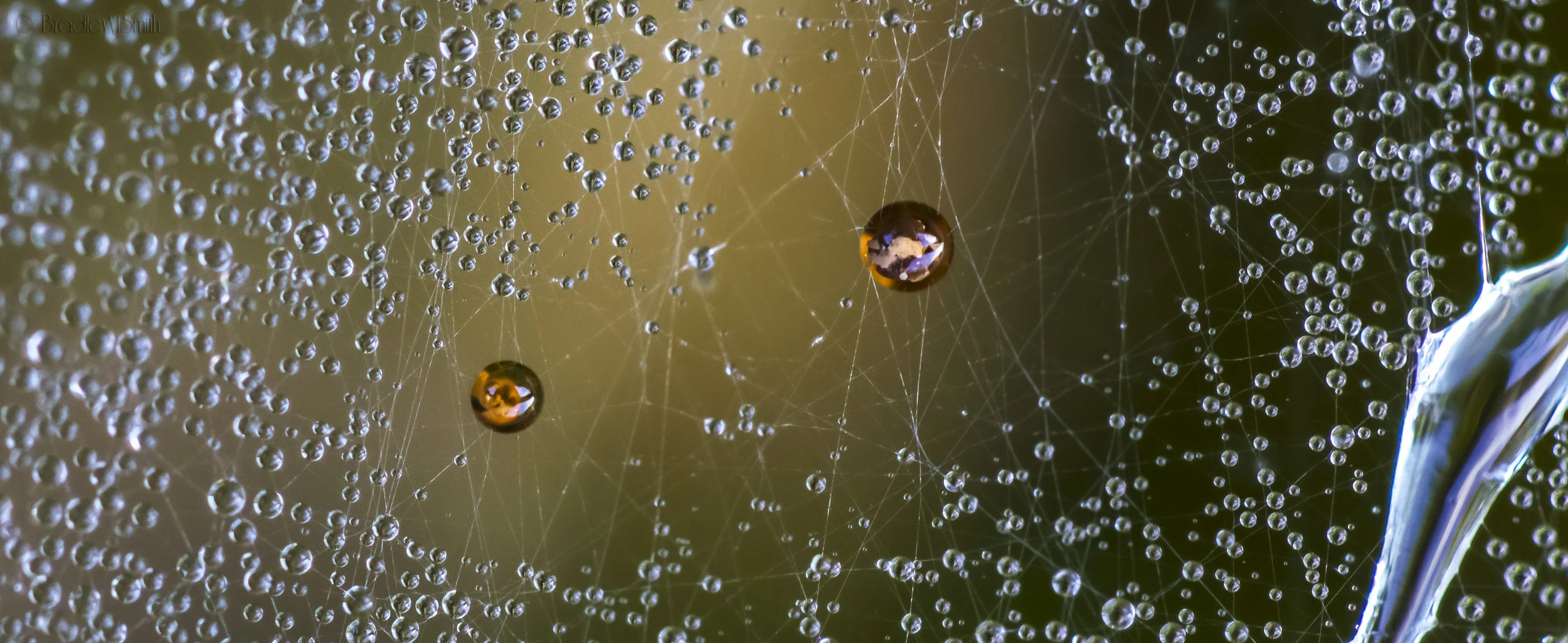 copperyspiderweb2 (1 of 1).JPG