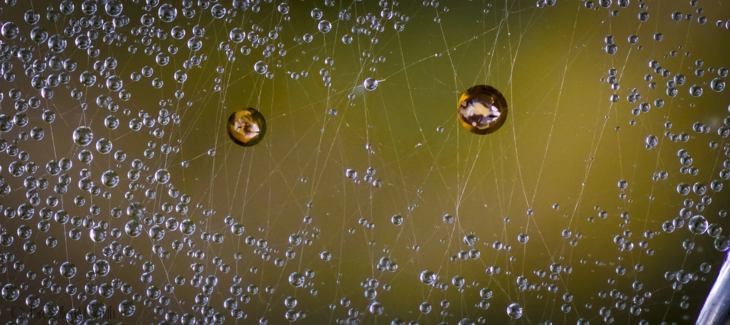 copperyspiderweb3 (1 of 1).JPG