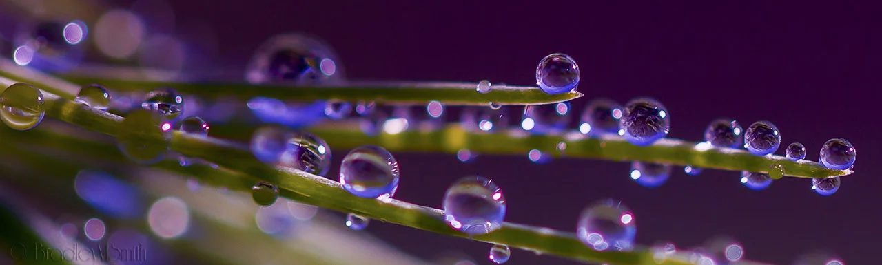 pineneedledew2 (1 of 1).JPG