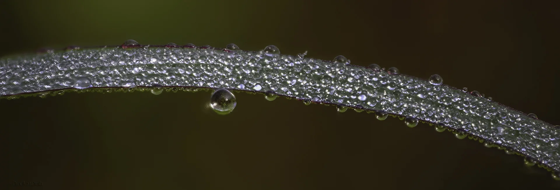grassblade-2-Edit.jpg