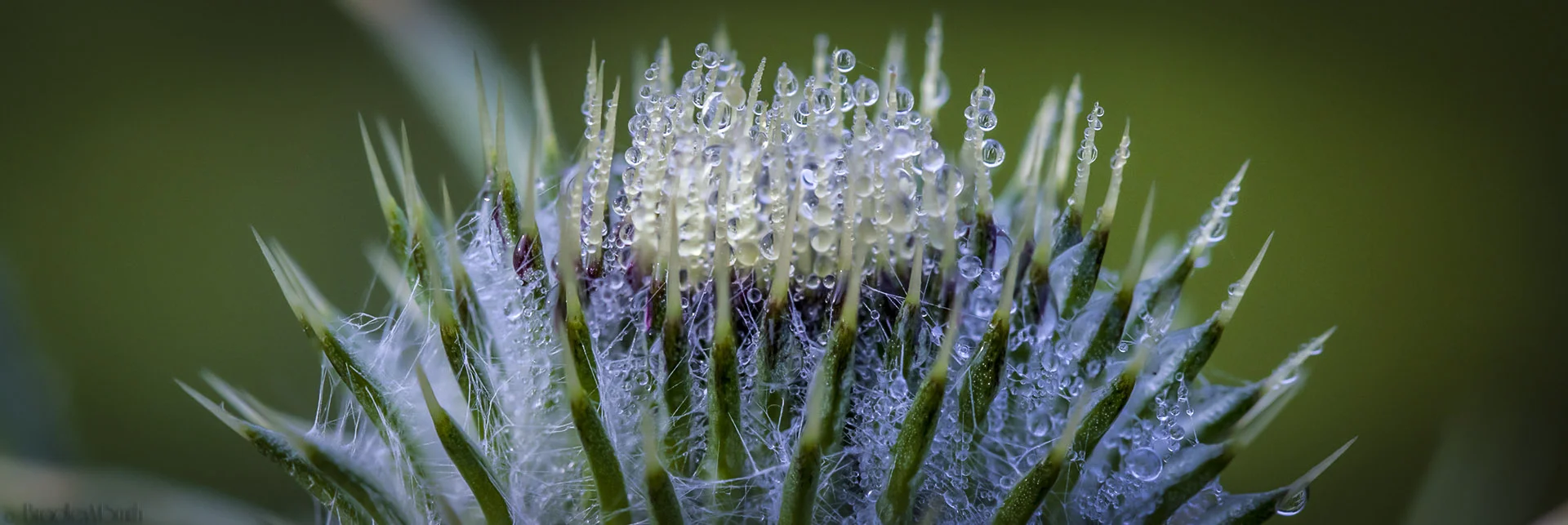 thistledew (1 of 1).JPG