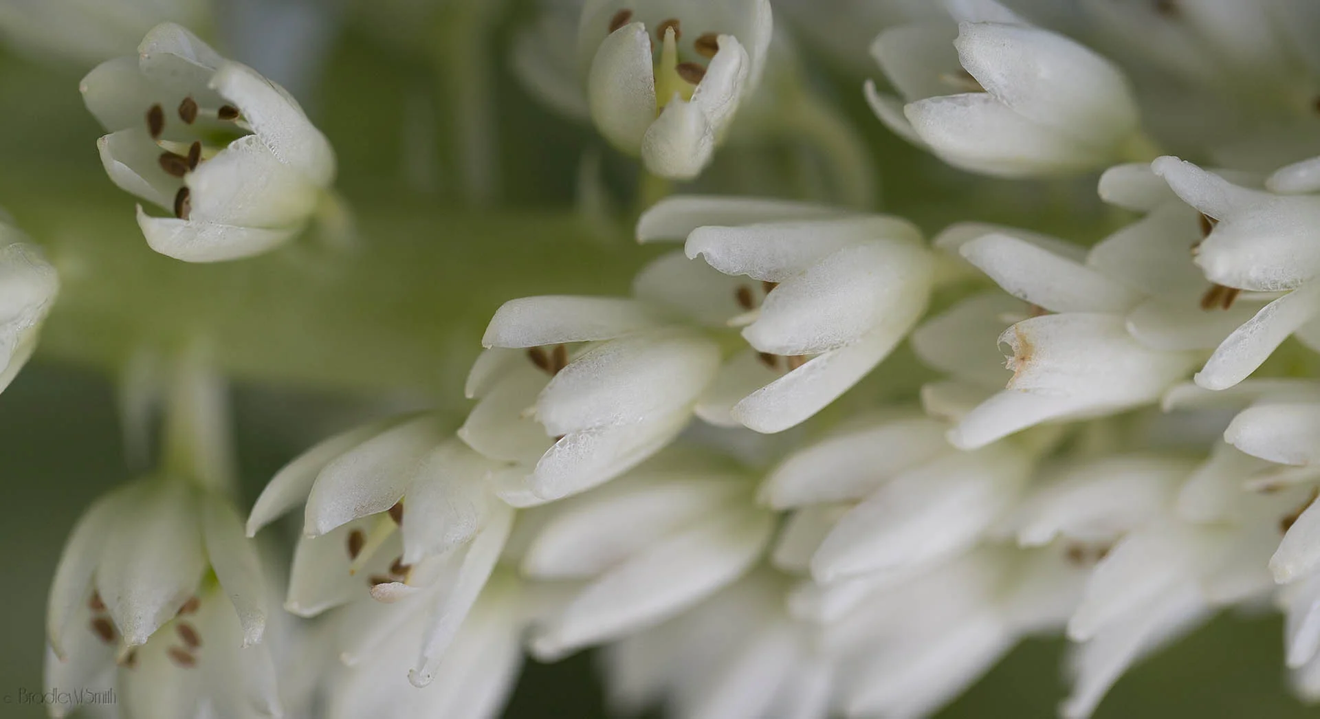 whiteflower (1 of 1).JPG