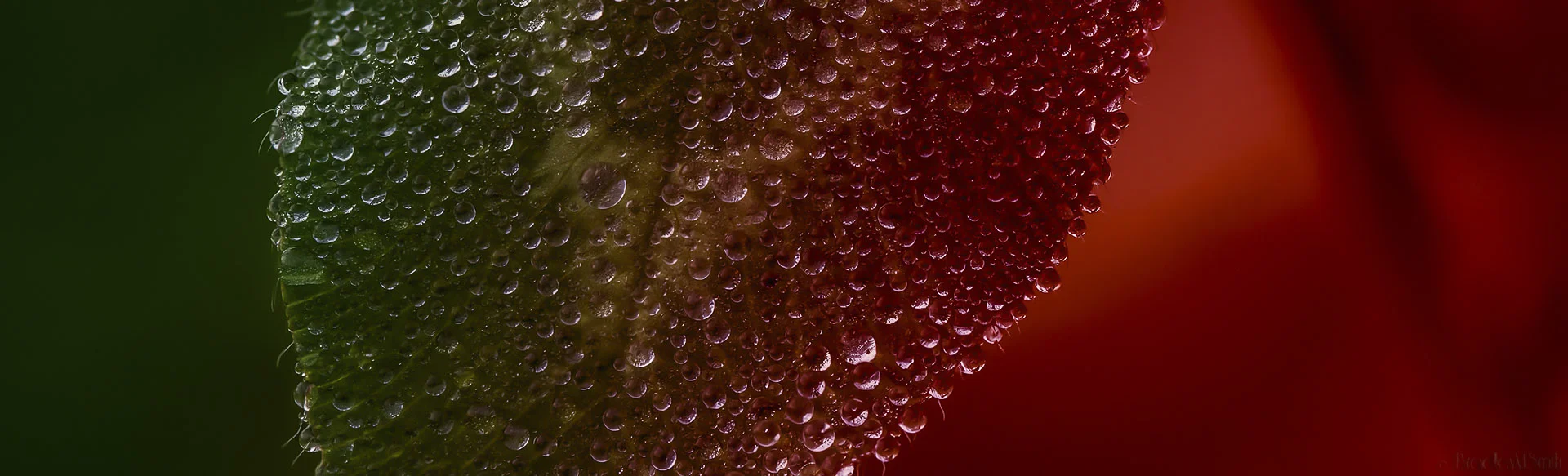 redgreenleaf (1 of 1).JPG