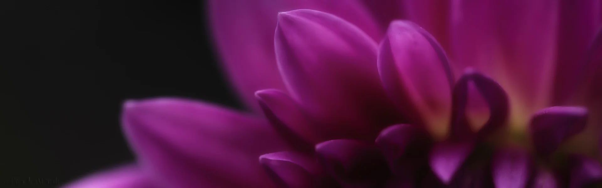 dahlia (1 of 1).JPG