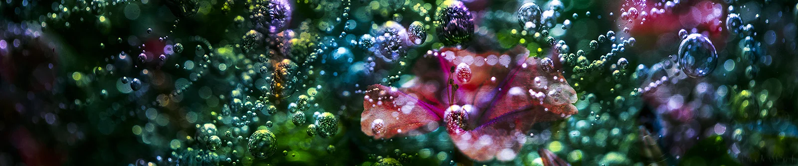 bubbles (1 of 1).JPG