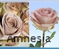 thumb_120x100_amnesia n13.jpg