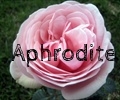 thumb_120x100_Aphrodite.jpg