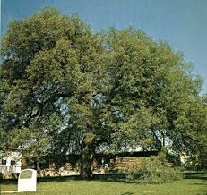 Treaty Oak. Travis County.
