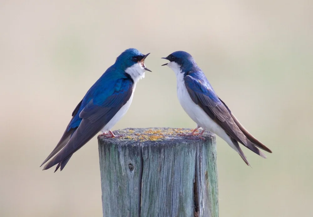 “Two bluebirds on a wooden post” by Victor Benard