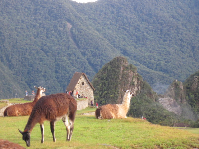 Relaxed Lamas