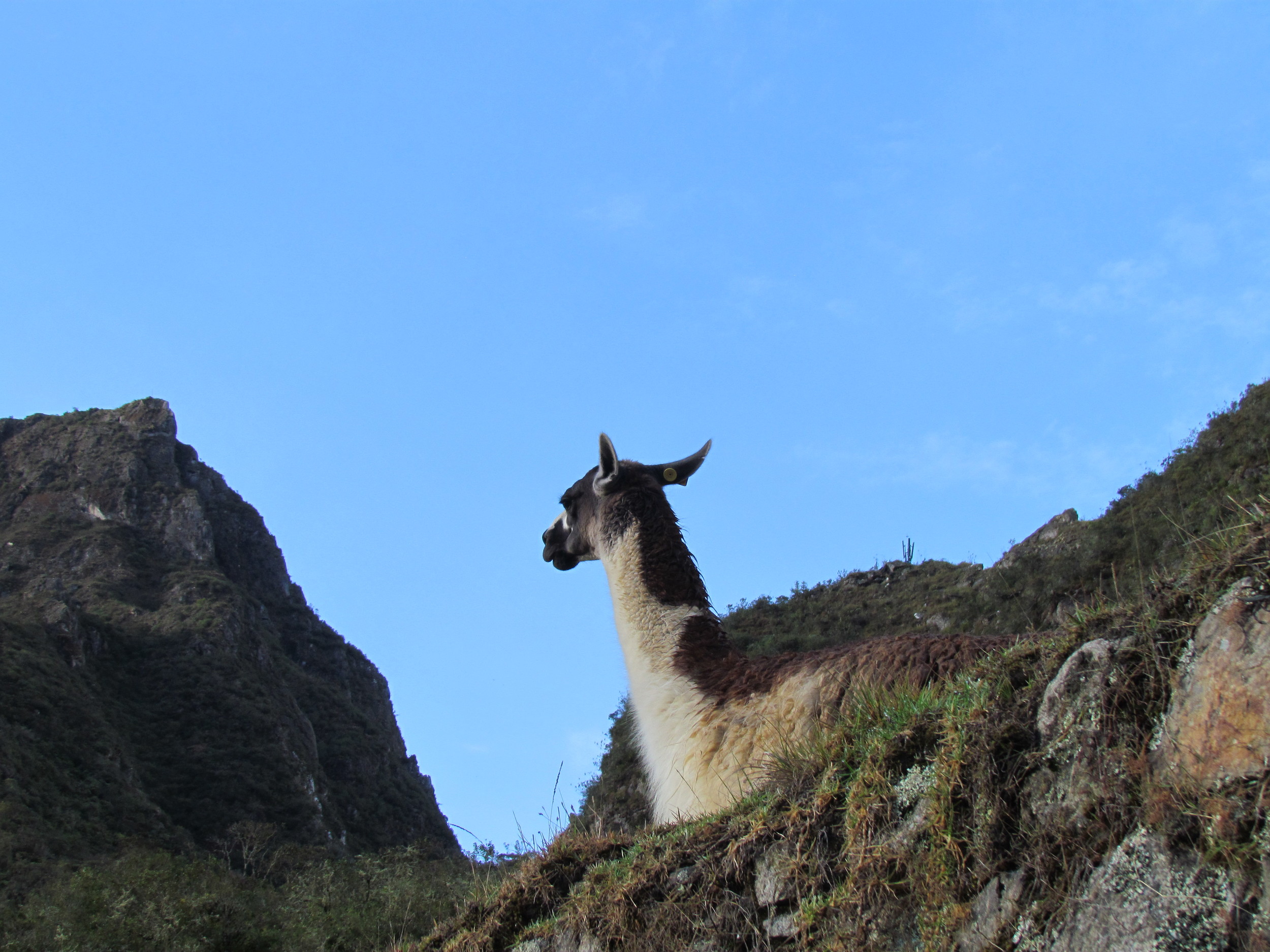 There were several Lamas on the grounds