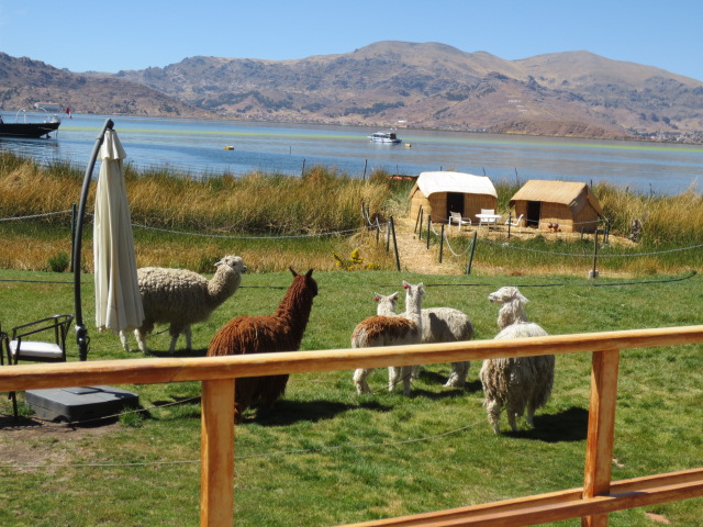 The alpacas are a Lama species