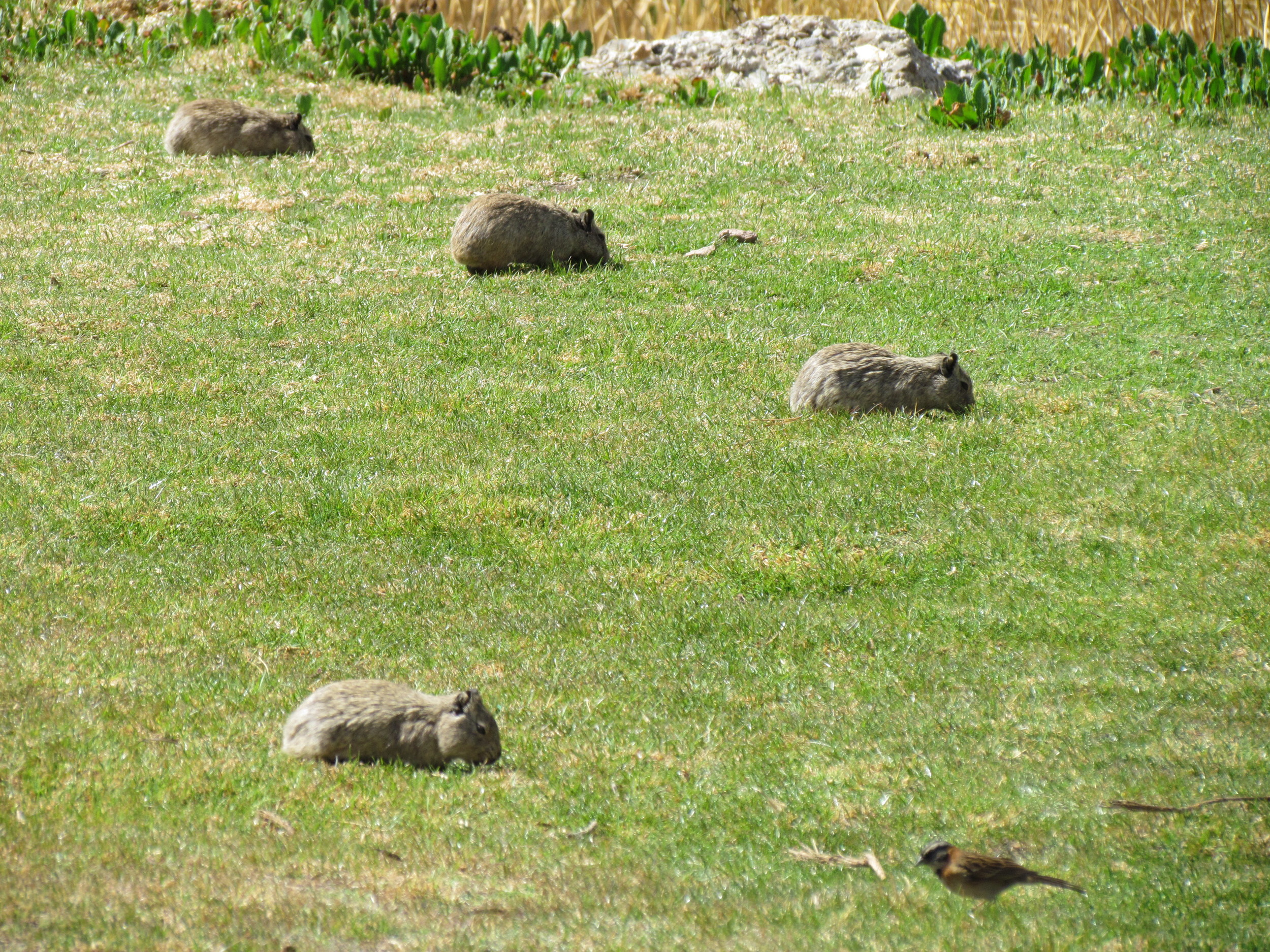 And then we had a big group of Guinea pigs living in the garden as well
