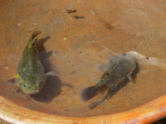 Typical breakfast - straight from the lake