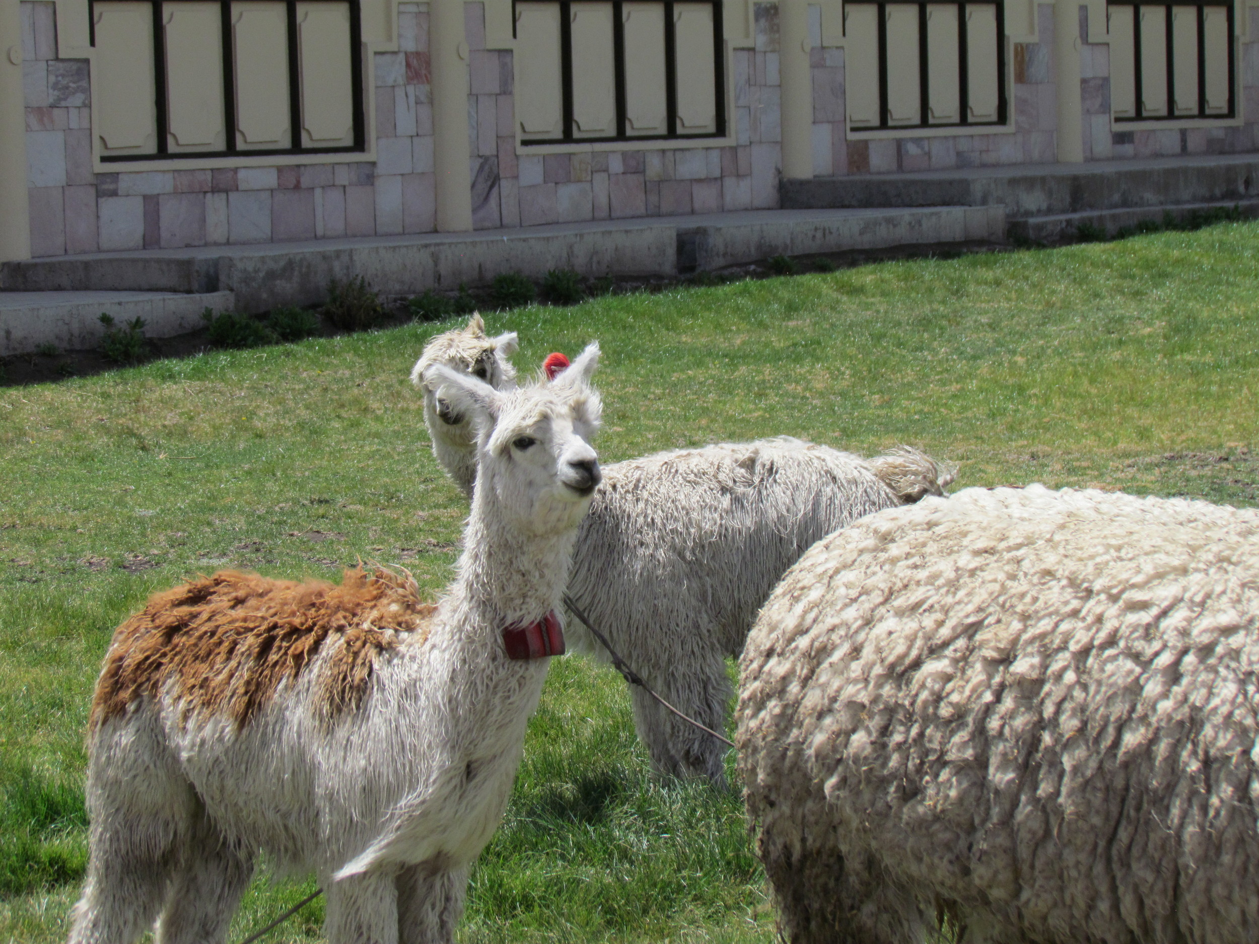 When we came back these fantastic creatures greeted us