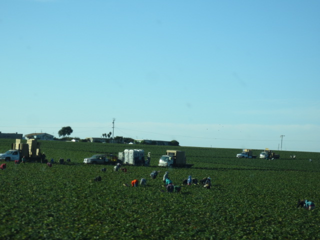 Hard working people harvesting salad for us all