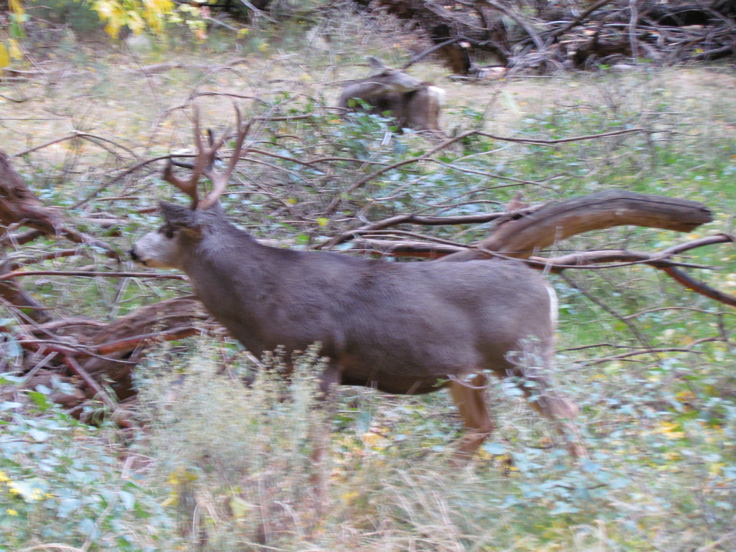 They walked very close to a group of reindeers