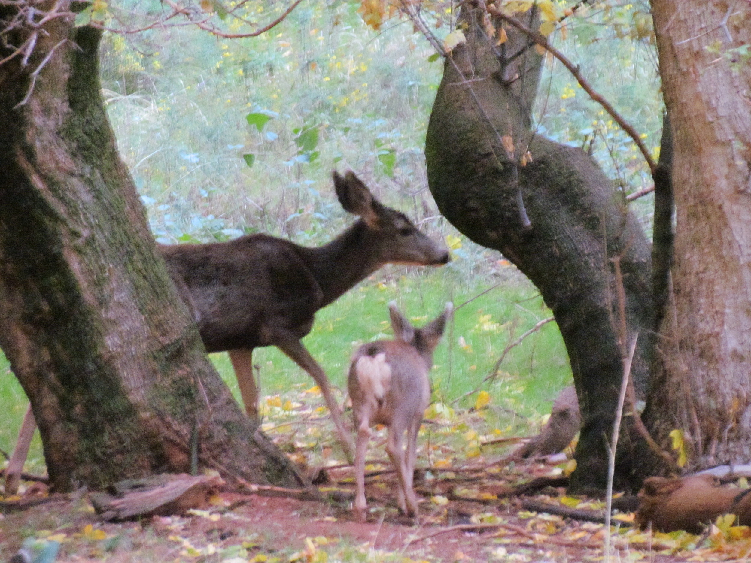 And a little Bambi with mom