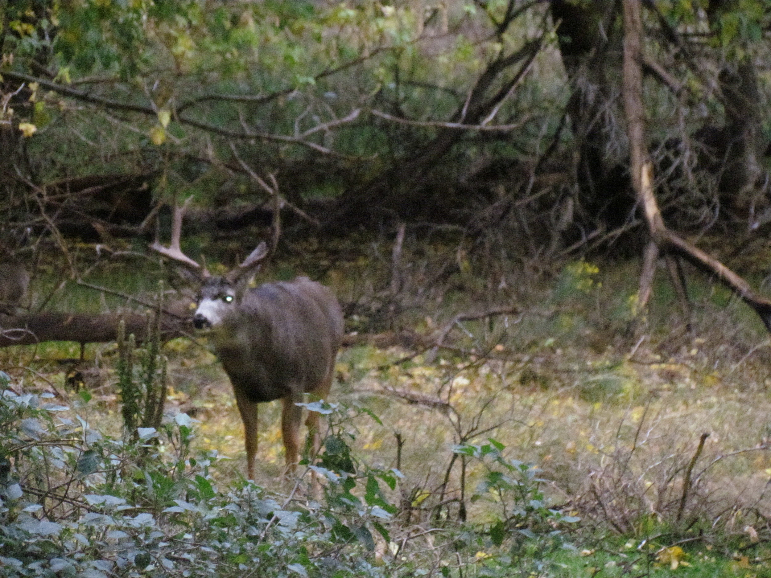 Impressive animal