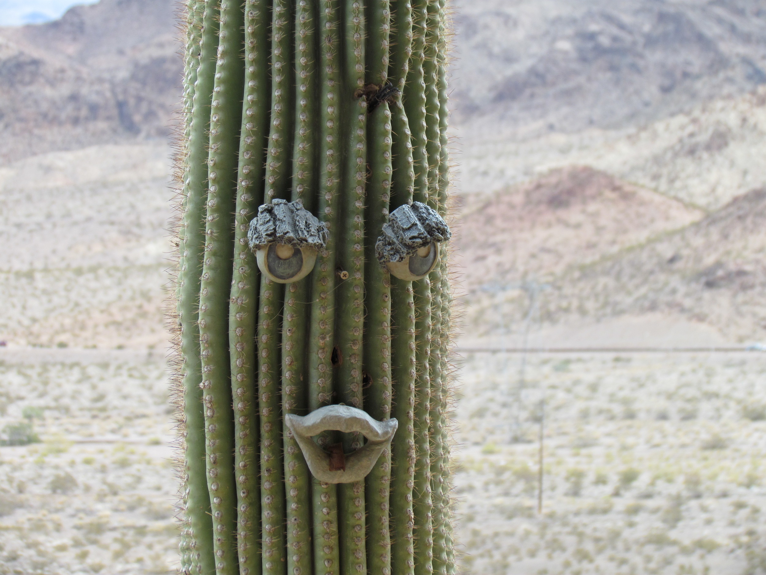 A pretty face of a cactus.