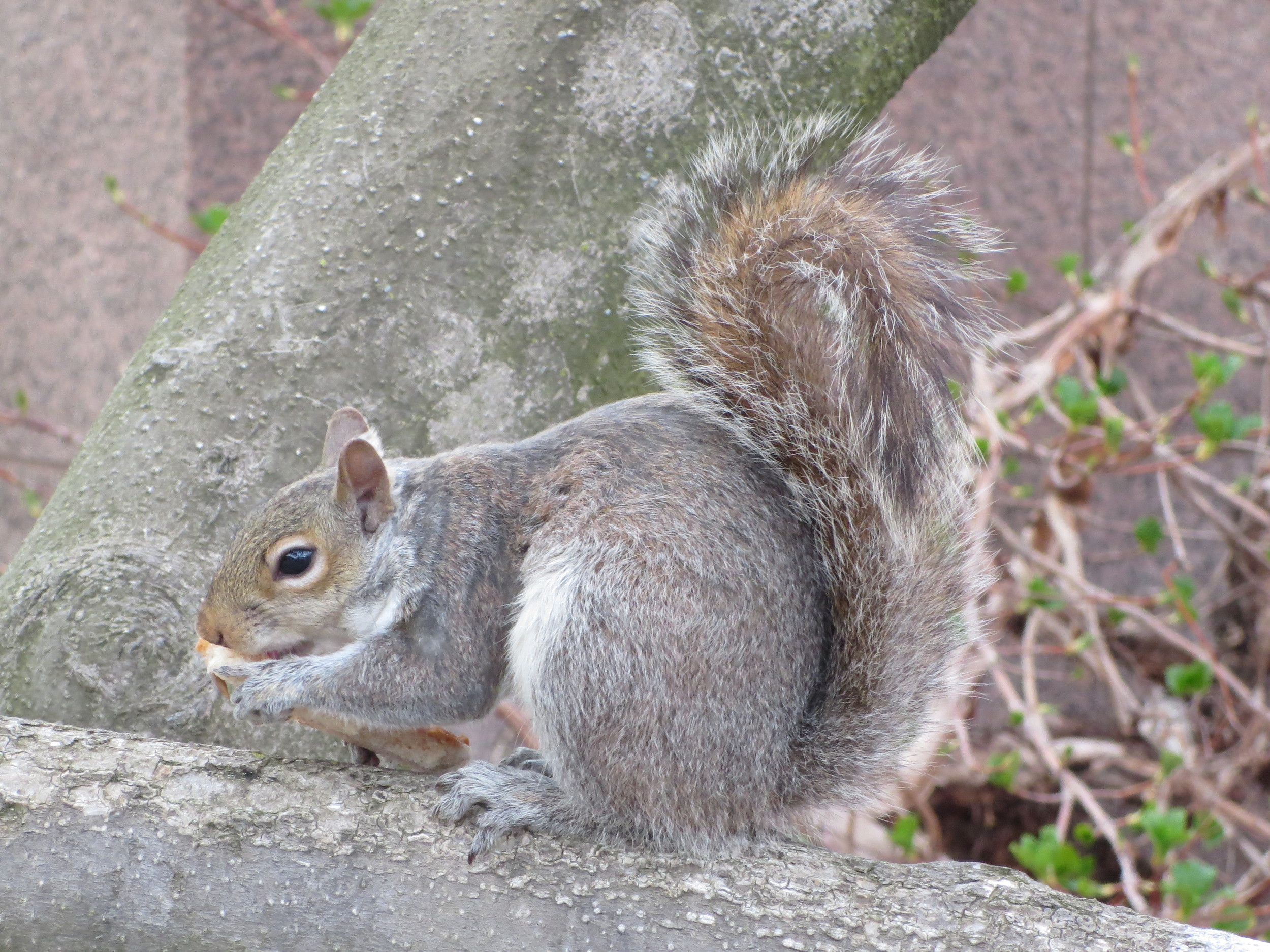 One of Dora´s many photos of a squirrel