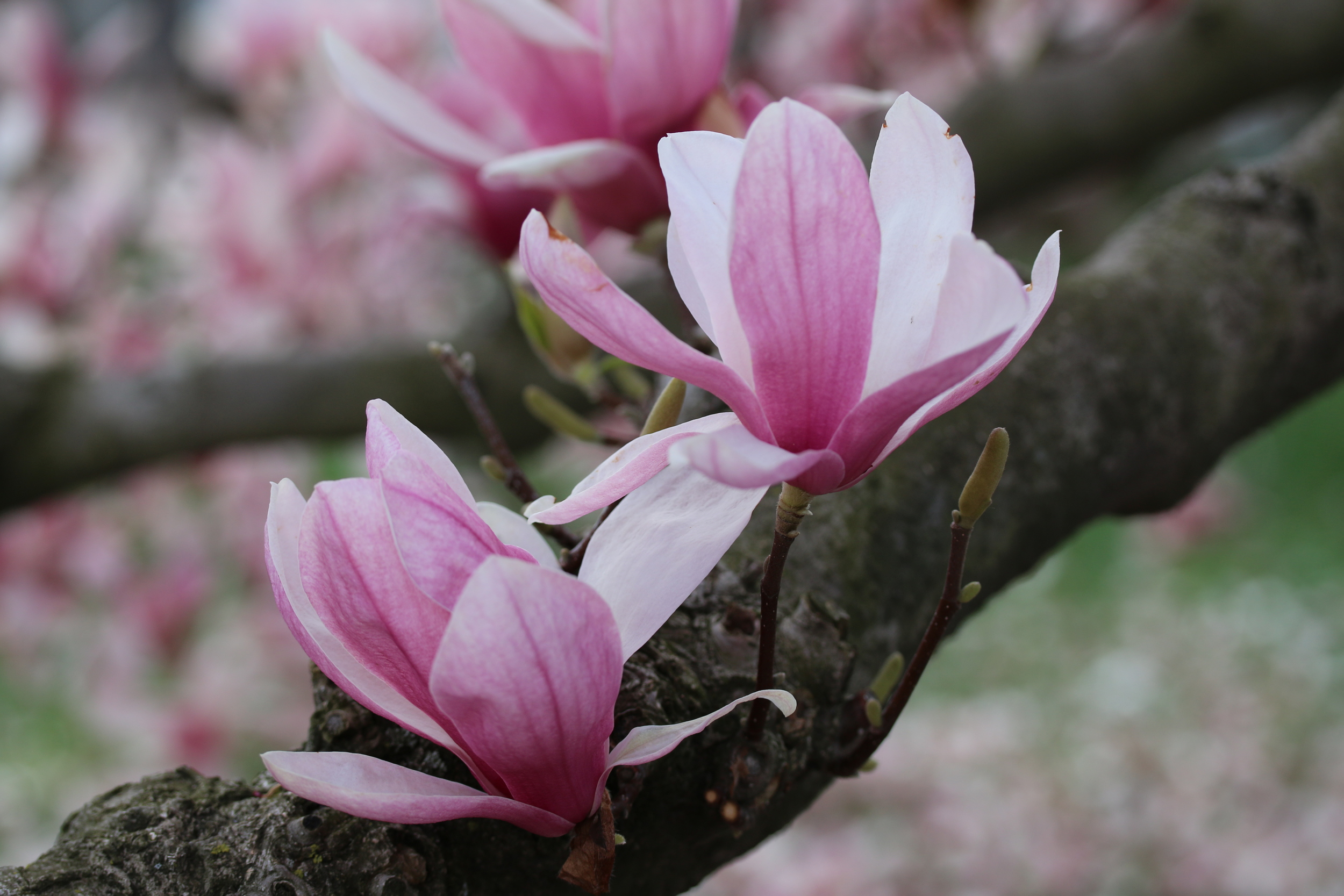 Cherry flowers by Dora