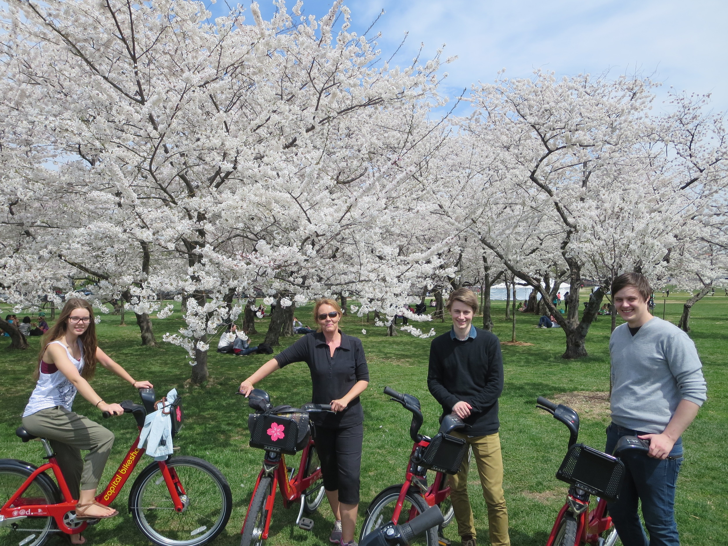 The kids hated this shot - did not see what bikes had to do with Cherry trees :-) I (Gudrun) love it!