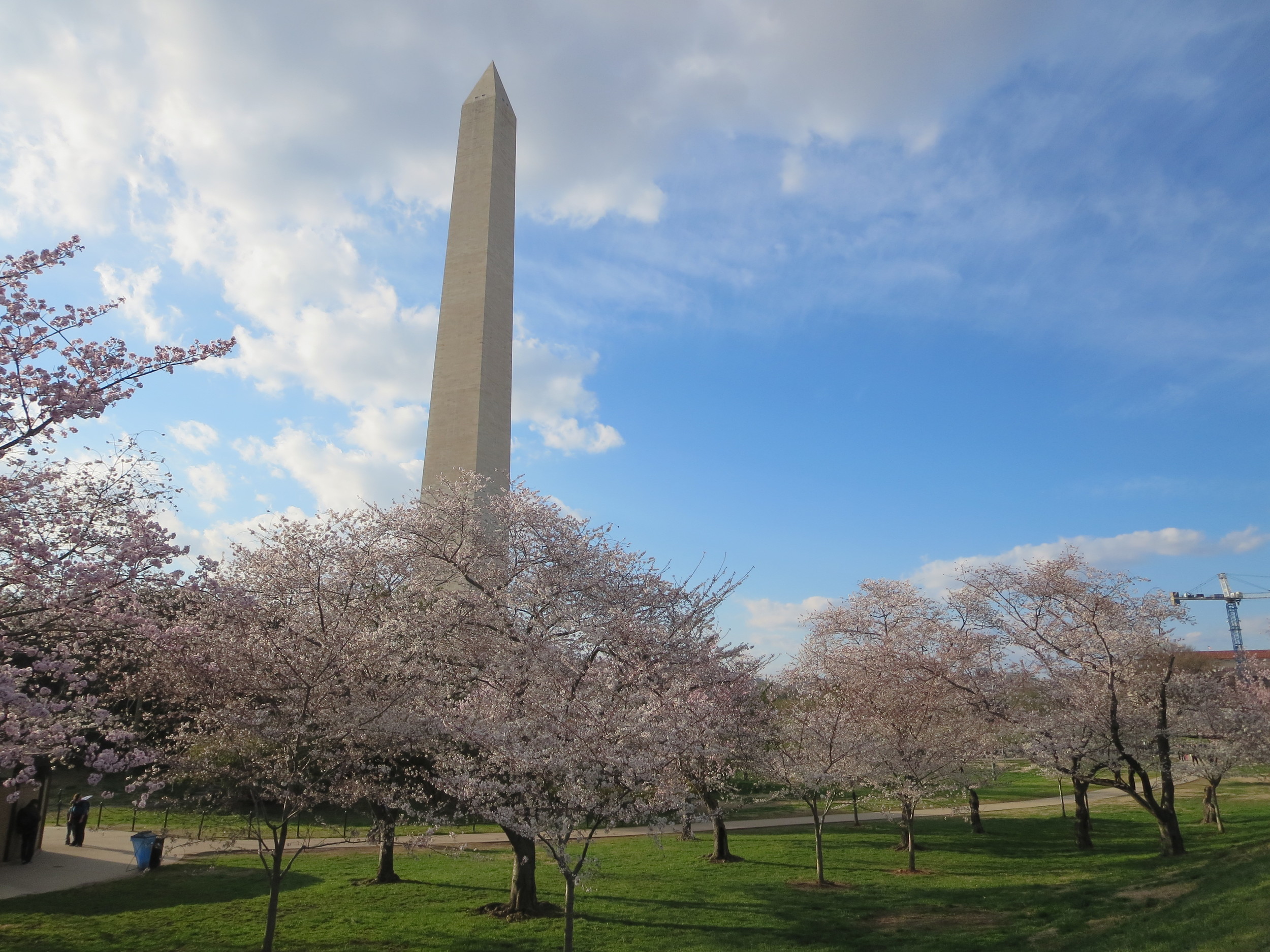 Washington Monument at Cherry Blossom season