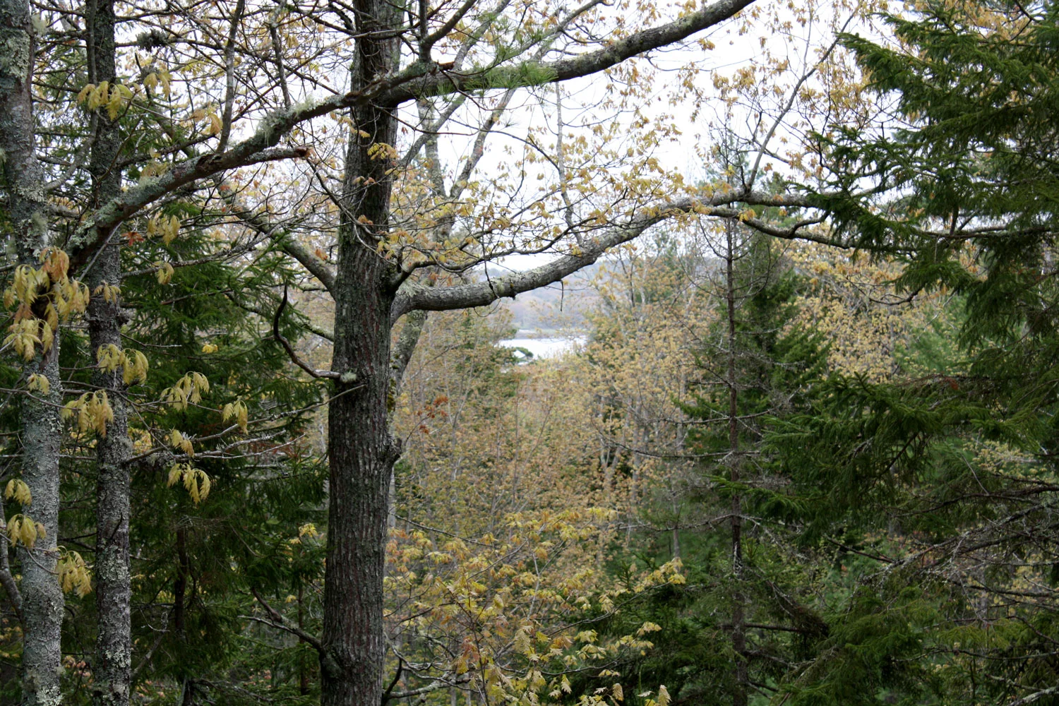 Kennebec River seen from Lot 4, view could be expanded.