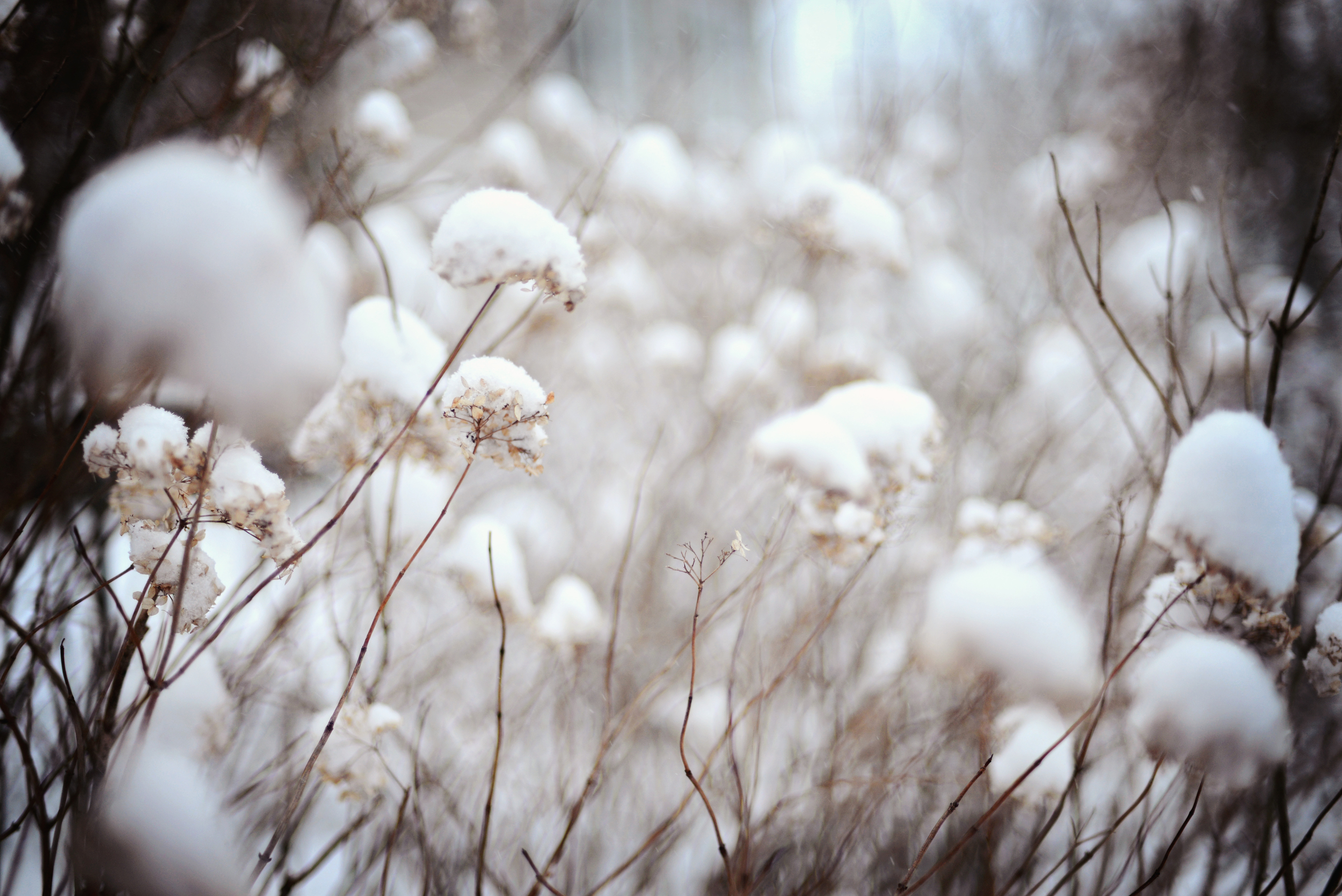 DSC_1914 snow flowers.jpg