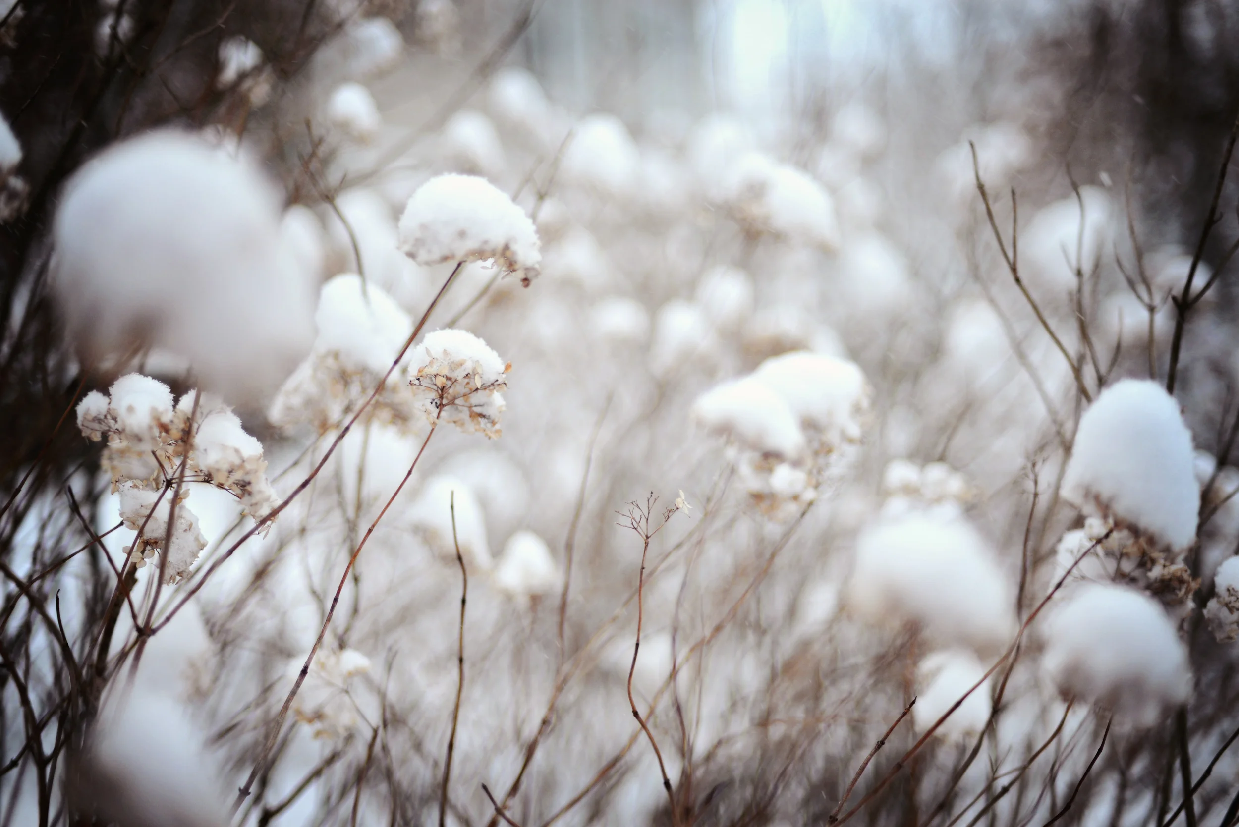 DSC_1914 snow flowers.jpg