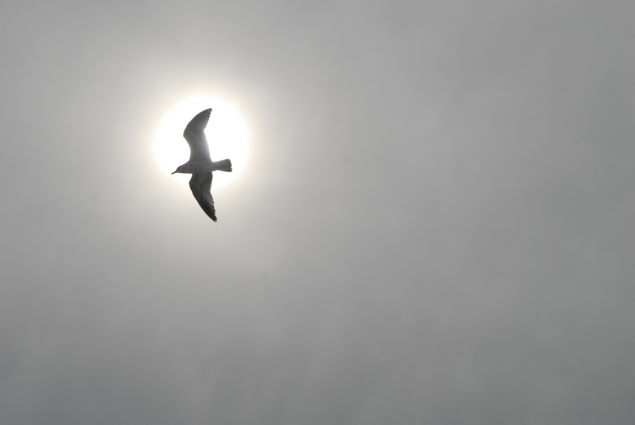 _DSC1161 seagull.jpg