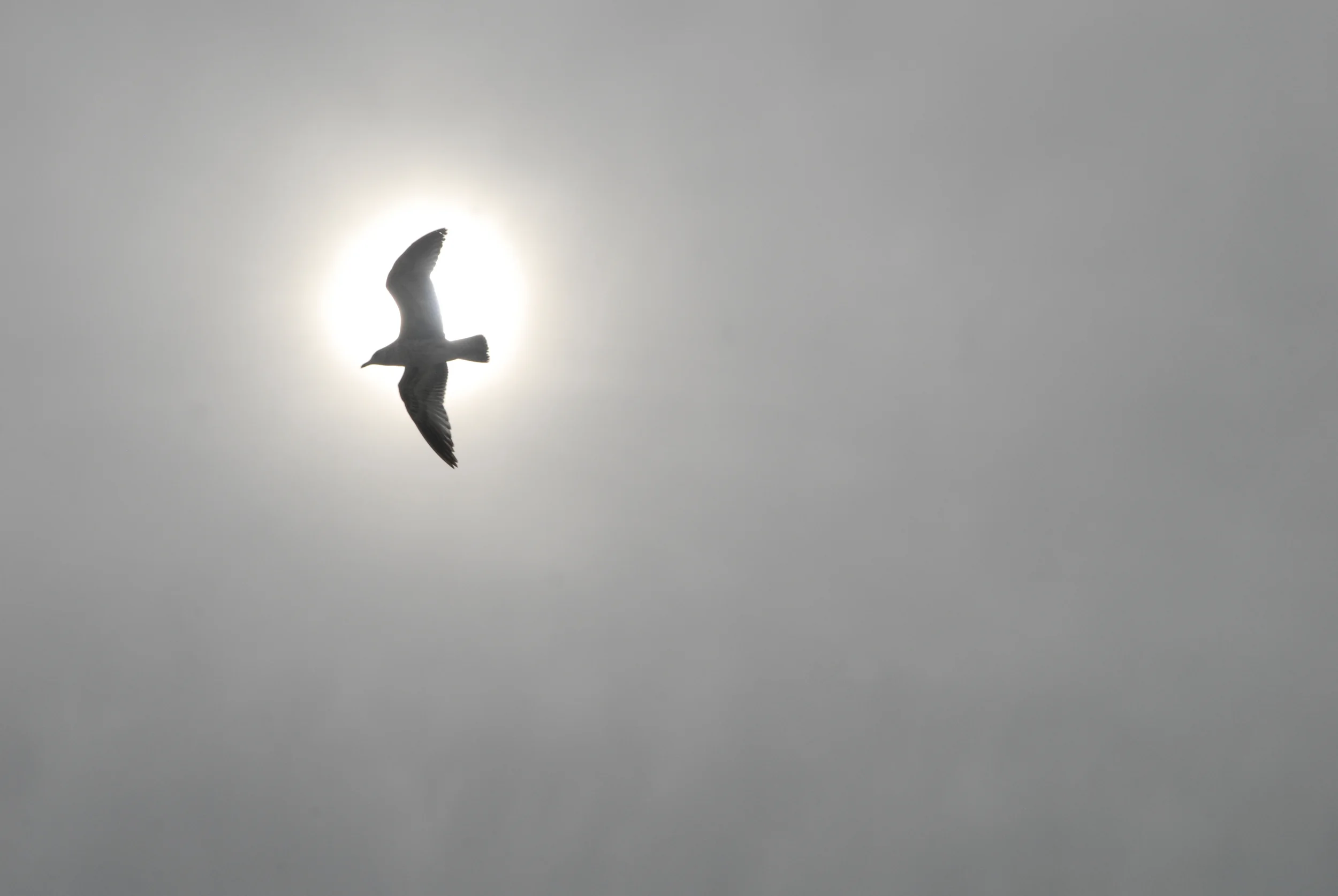 _DSC1161 seagull.jpg