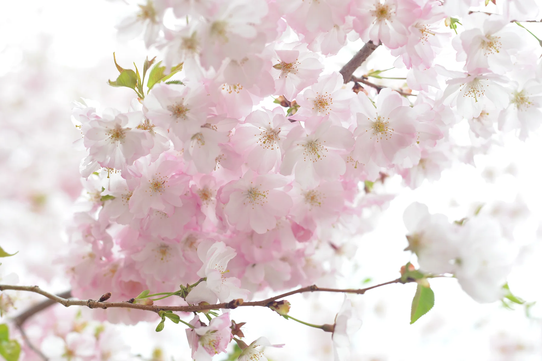 DSC_5817 pink blossoms smaller.jpg