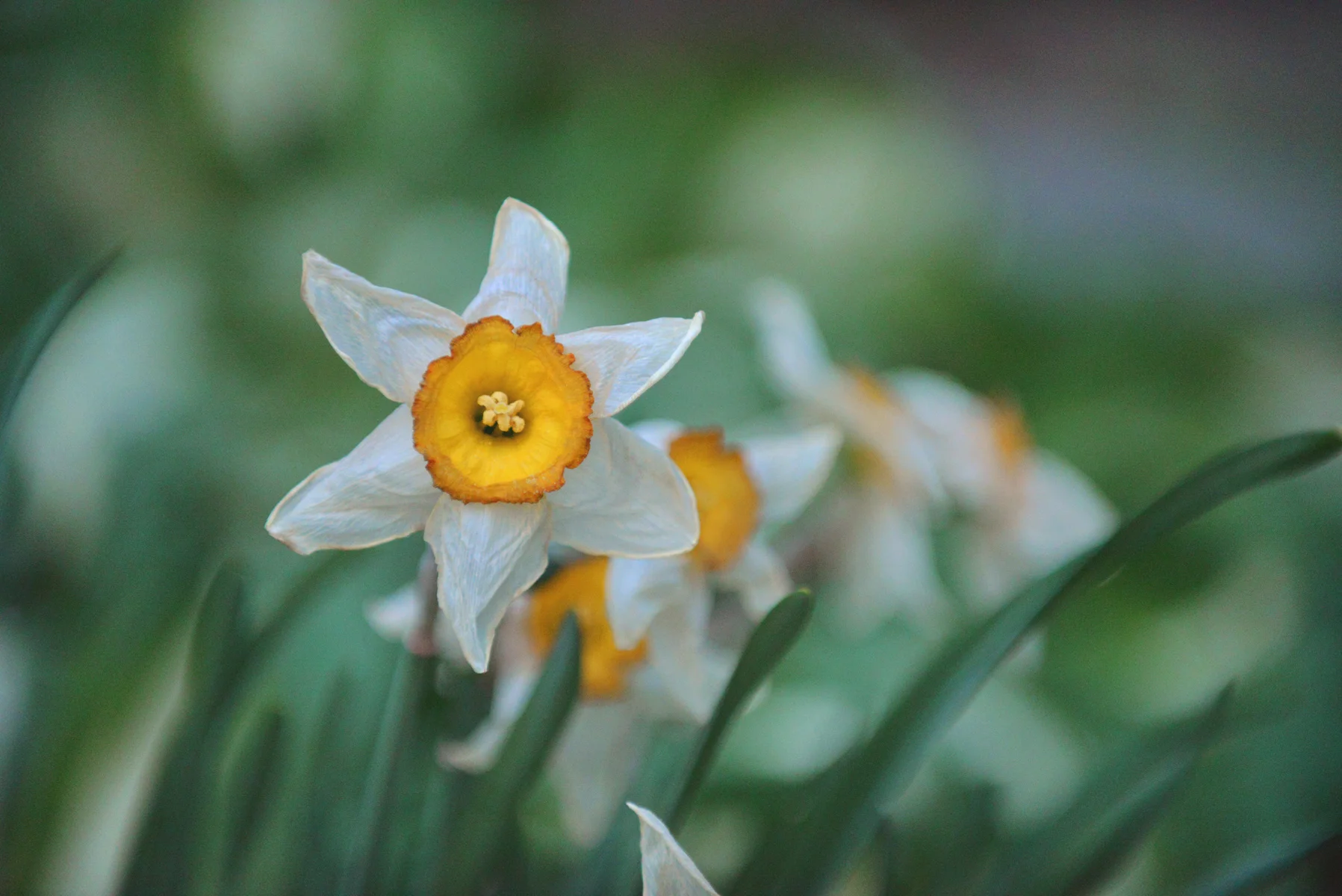 DSC_8263 dying dafodil smaller.jpg