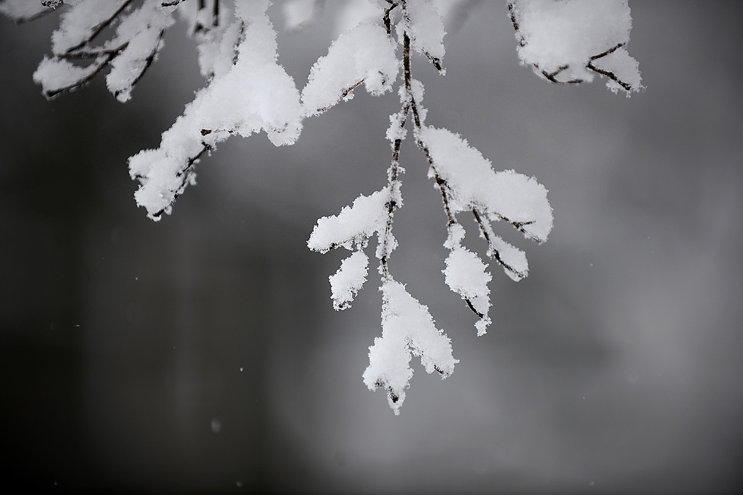 DSC_9917 snow on branch for website.jpg
